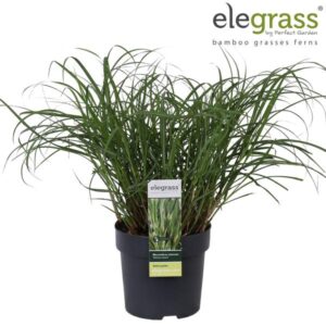 Miscanthus Sinensis Strictus Dwarf - Ø14cm - ↕35cm