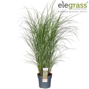 Miscanthus Sin. Kleine Silberspinne - Ø19cm - ↕45cm