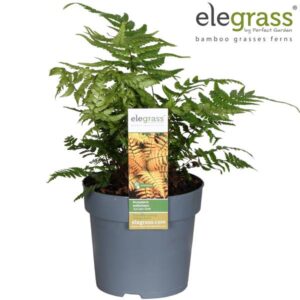 Dryopteris Jurassic Gold - Ø14cm - ↕50cm