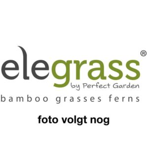 Dryopteris Erythrosora Prolifica - Ø14cm - ↕50cm