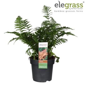 Dryopteris Koidzumiana - Ø19cm - ↕40cm