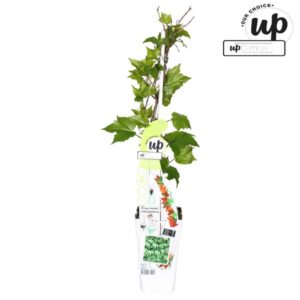 Parthenocissus tr. Green Spring - Geel-groene Wilde Wingerd