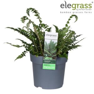 Polystichum Neolobatum - Ø14cm - ↕50cm