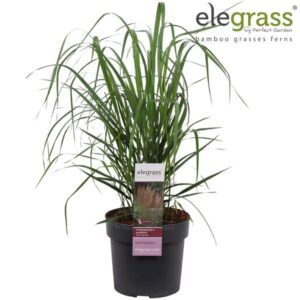 Calamagrostis X Karl Foerster - Ø19cm - ↕70cm