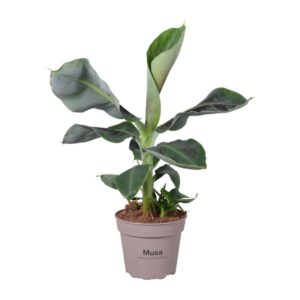 Musa Oriental Dwarf - Ø15cm - ↕45cm