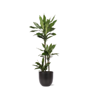 Dracaena Janet Lind Ø24cm ↕120cm in Boule ANTRACIET pot
