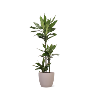 Dracaena Janet Lind in Boule TAUPE pot Ø24cm ↕120cm