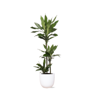Dracaena Janet Lind Ø24cm ↕120cm in Boule WIT pot