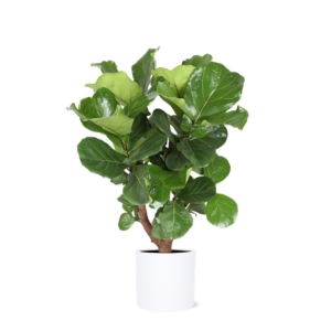 Ficus Lyrata (vertakt) Ø24cm ↕110cm in Era WIT pot