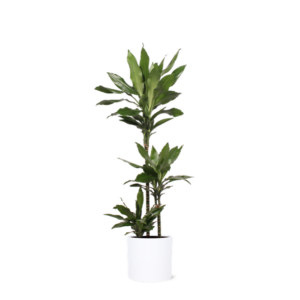Dracaena Janet Lind Ø24cm ↕120cm in Era WIT pot