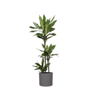 Dracaena Janet Lind Ø24cm ↕120cm in Era ANTRACIET pot