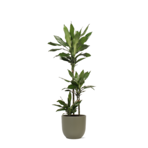 Dracaena Janet Lind Ø24cm ↕120cm in Boule OLIJF pot