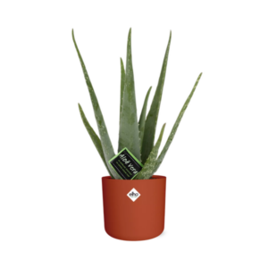 Aloe Vera 12cm in ELHO b.for soft rond 14cm brique