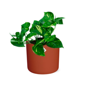 Epipremnum Pinnatum ‘Aureum’ in ELHO b.for soft rond 14cm brique