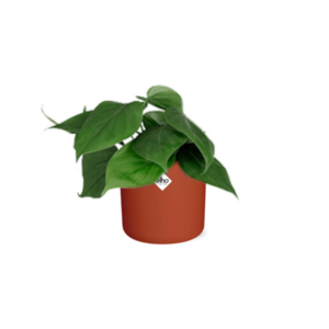 Philodendron Scandens in ELHO b.for soft rond 14cm brique