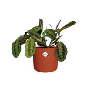 Maranta Leuconeura ‘Fascinator’ Tricolor in ELHO b.for soft rond 14cm brique