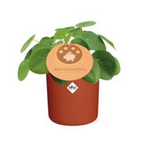 Pilea Peperomioides 12cm in ELHO b.for soft rond 14cm brique
