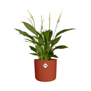 Spathiphyllum 12 Cm Torelli Zonder Hoes in ELHO b.for soft rond 14cm brique