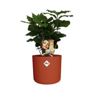 Coffea Arabica in ELHO b.for soft rond 14cm brique