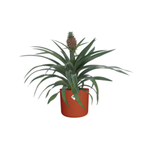 Ananas Mi Amigo 12 Cm Pot in ELHO b.for soft rond 14cm brique