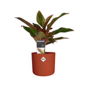 Aglaonema Crete in ELHO b.for soft rond 14cm brique