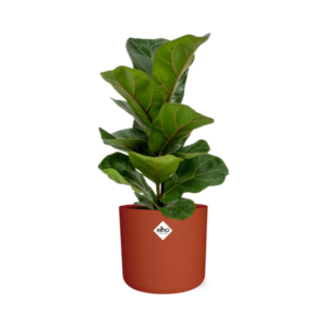 Ficus Lyrata ‘Bambino’ in ELHO b.for soft rond 14cm brique