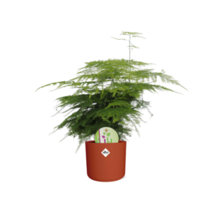 Asparagus ‘Plumosus’ in ELHO b.for soft rond 14cm brique