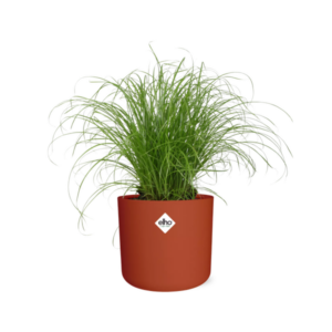 Cyperus Alternifolius Zumula Zonder Etiket in ELHO b.for soft rond 14cm brique