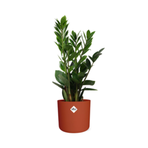 Zamioculcas – Hoogte 45-50 in ELHO b.for soft rond 14cm brique