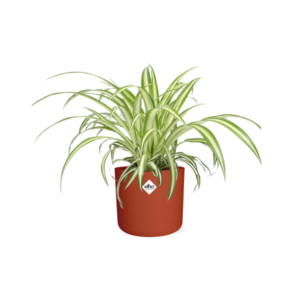Chlorophytum Comosum Variegatum in ELHO b.for soft rond 14cm brique