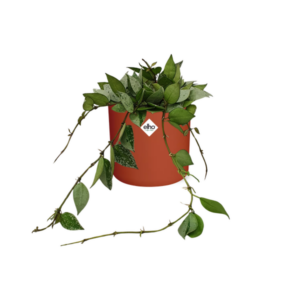 Hoya Krohniana Eskimo in ELHO b.for soft rond 14cm brique