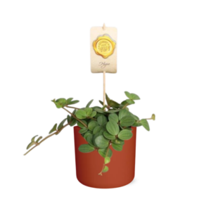Peperomia ‘Hope’ in ELHO b.for soft rond 14cm brique
