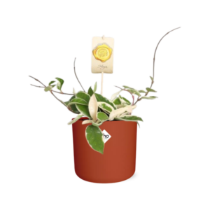 Hoya Carn.’Krimson Queen’ in ELHO b.for soft rond 14cm brique