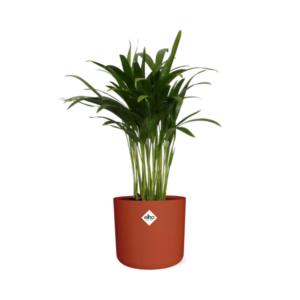 Areca Palm in ELHO b.for soft rond 14cm brique