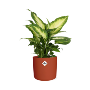 Dieffenbachia ‘Camilla’ in ELHO b.for soft rond 14cm brique