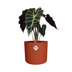 Alocasia ‘Polly’ in ELHO b.for soft rond 14cm brique