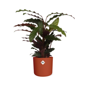 Calathea Rufibarba ‘Tropistar’ in ELHO b.for soft rond 14cm brique
