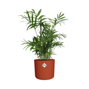 Chamaedorea in ELHO b.for soft rond 14cm brique