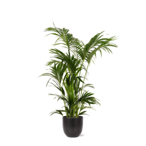 Kentia Palm Ø27cm ↕160cm in Boule ANTRACIET pot