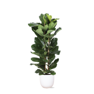 Ficus Lyrata Ø27cm ↕140cm in Boule WIT pot