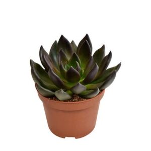 Echeveria Preta - Ø10,5cm - ↕15cm