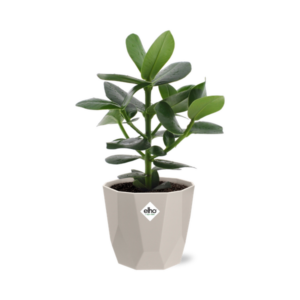 Clusia Princess in ELHO b.for rock 14 cm warm grey