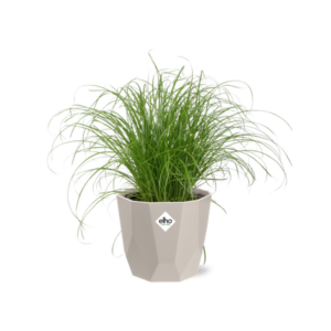 Cyperus Alternifolius Zumula Zonder Etiket in ELHO b.for rock 14 cm warm grey