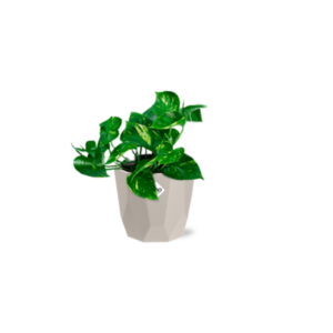 Epipremnum Pinnatum ‘Aureum’ in ELHO b.for rock 14 cm warm grey