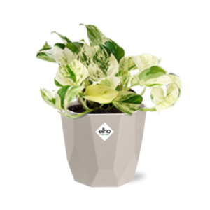 Epipremnum Pinnatum Happy Leaf in ELHO b.for rock 14 cm warm grey
