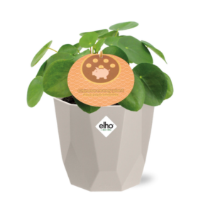 Pilea Peperomioides 12cm in ELHO b.for rock 14 cm warm grey