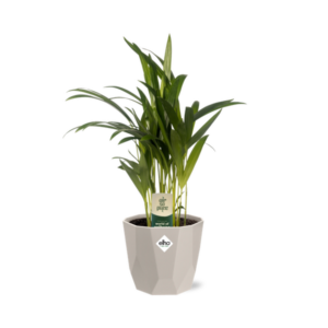 Dypsis Lutescens (Areca) 12cm in ELHO b.for rock 14 cm warm grey