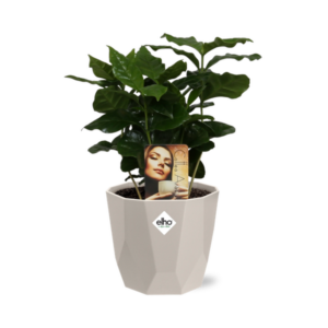 Coffea Arabica in ELHO b.for rock 14 cm warm grey