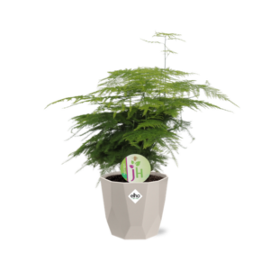 Asparagus ‘Plumosus’ in ELHO b.for rock 14 cm warm grey