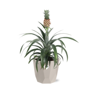 Ananas Mi Amigo in ELHO b.for rock 14 cm warm grey